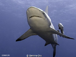 Blacktop with Remora Sidekicks - Aliwal Shoal- South Africa by Gemma Dry 